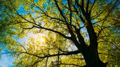 bigstock-Spring-Sun-Shining-Through-Can-86453774