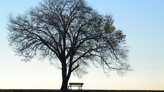 bigstock-Lonely-tree-and-bench-55622777