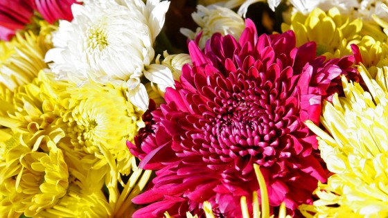 187802-Chrysanthemums