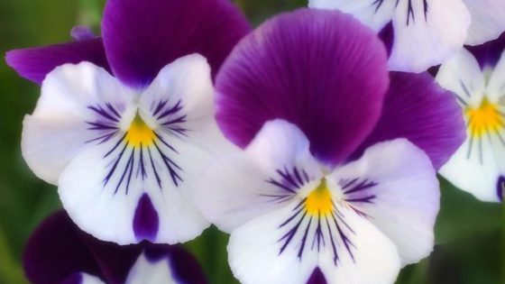 Pansies